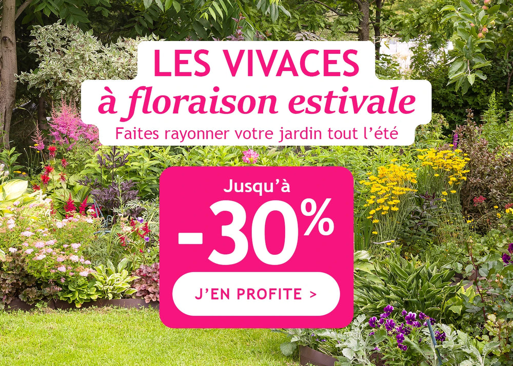 Jusqu'à -30% : vivaces à floraison estivale