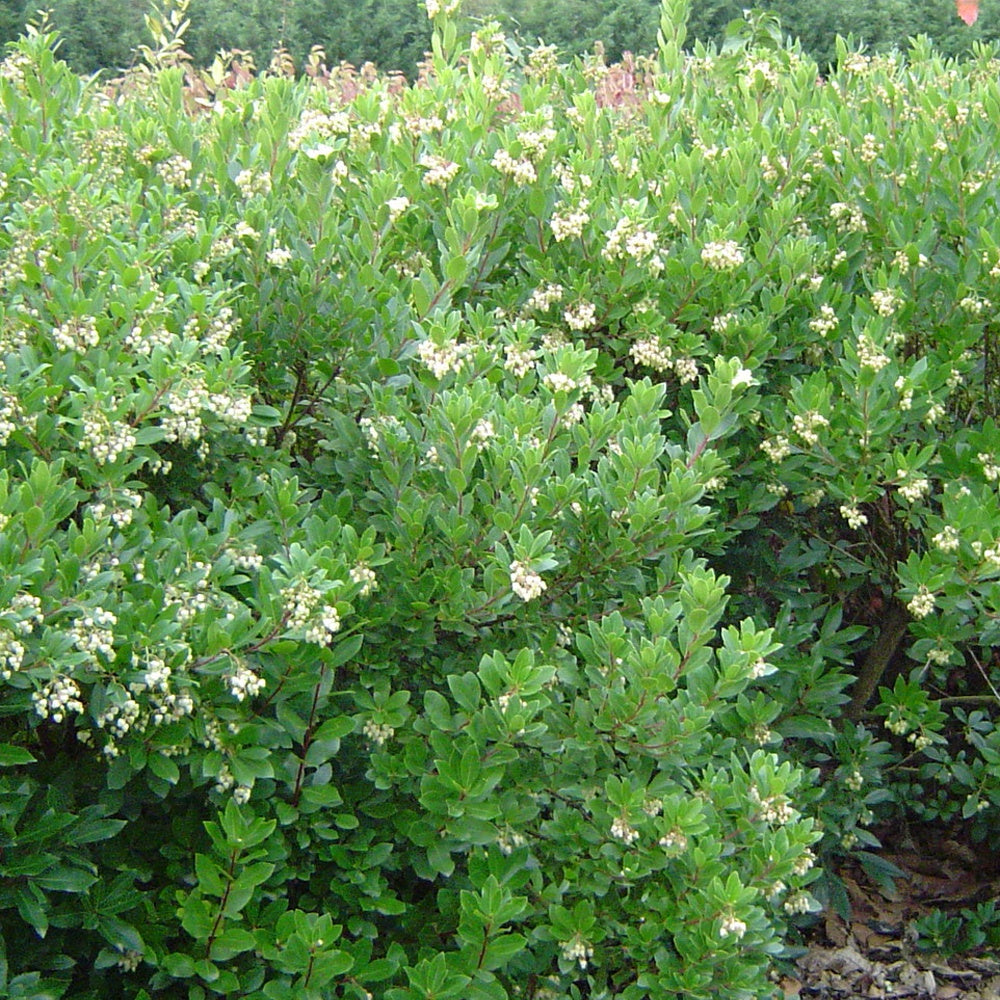 Arbousier Compacta - Arbutus unedo Compacta - Willemse
