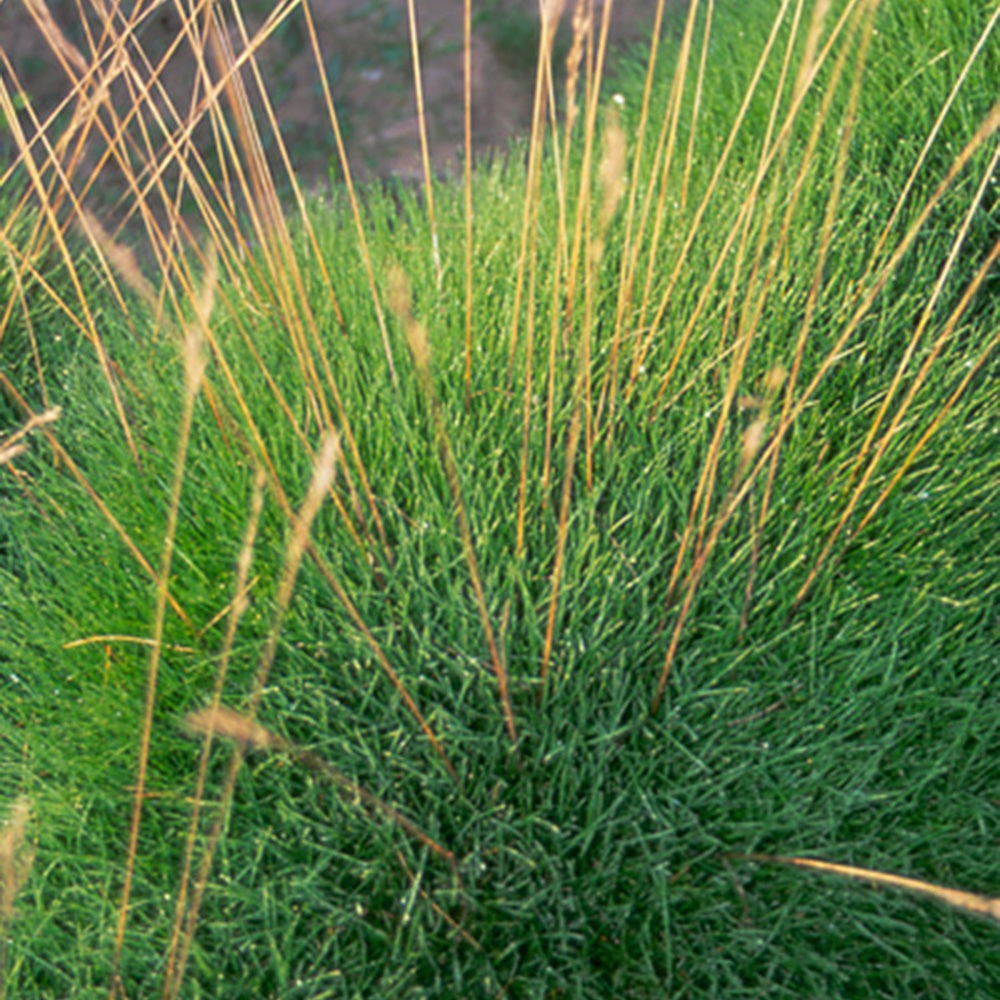 Fétuque crin d'ours - Festuca gautieri (scoparia) - Willemse