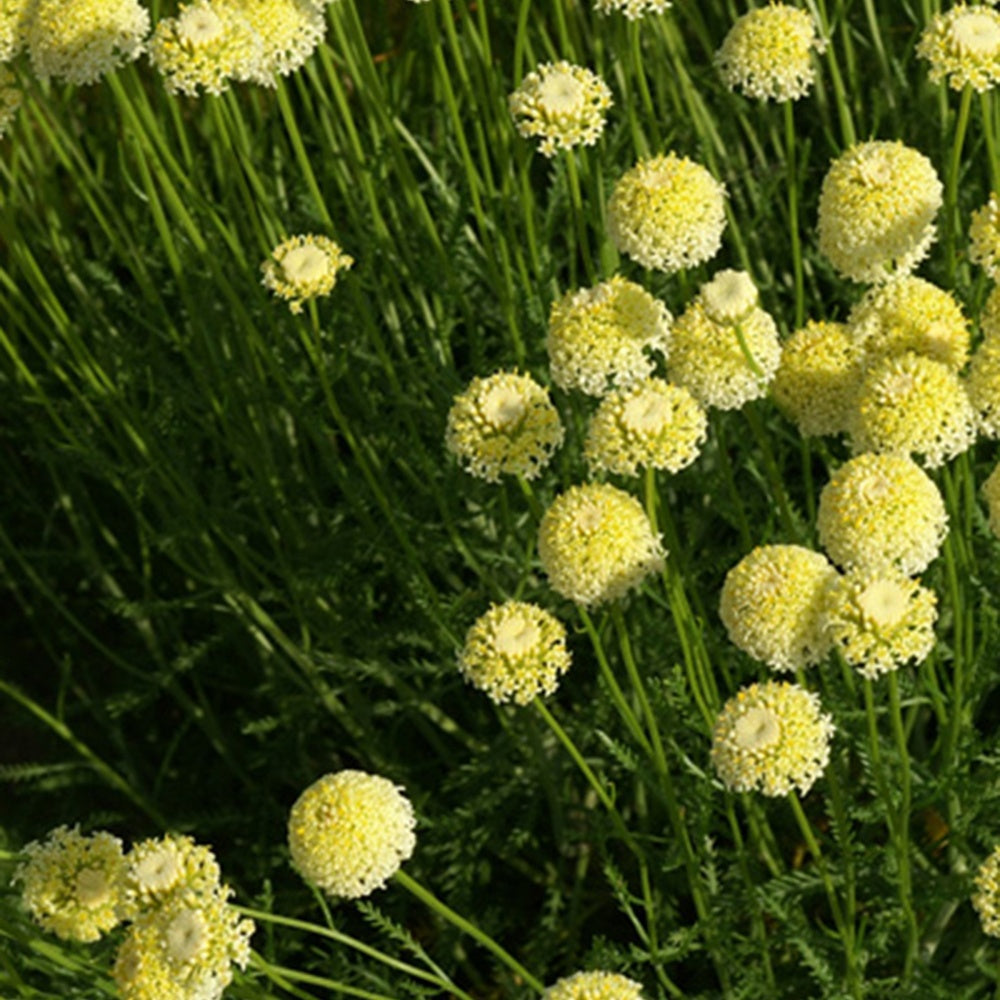 Santoline chamaecyparissus lindavica - Santolina chamaecyparissus lindavica - Willemse