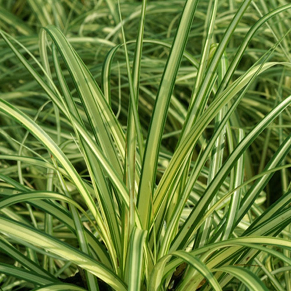 Laîche d'Oshima Evergold - Carex Evergold - Carex oshimensis evergold - Willemse