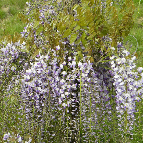 Glycine de Chine Caroline - Wisteria sinensis 'caroline' - Willemse