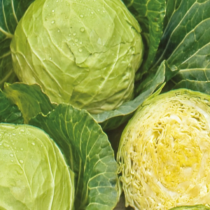Chou cabus blanc Roem van Enkhuizen 3 Bio - Brassica oleracea capitata roem van enkhuizen 3 - Willemse