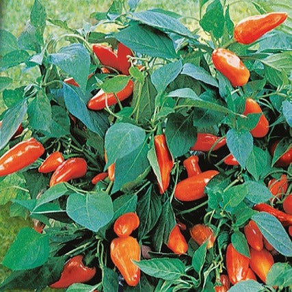 Poivron pour pot Tangerine Dream F1 - Capsicum annuum tangerine dream f1 - Willemse
