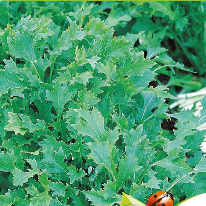 Pousses de navettes - Mesophylla Bio - Brassica rapa - Willemse
