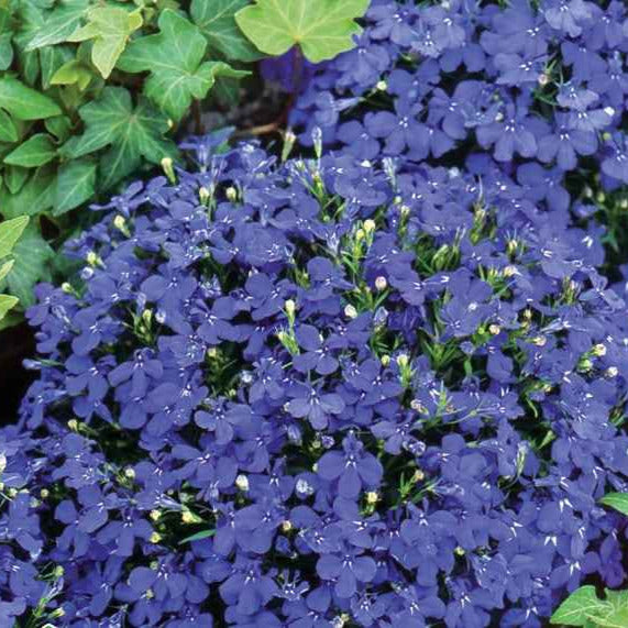 Lobelia Emperor William - Lobelia erinus compacta - Willemse