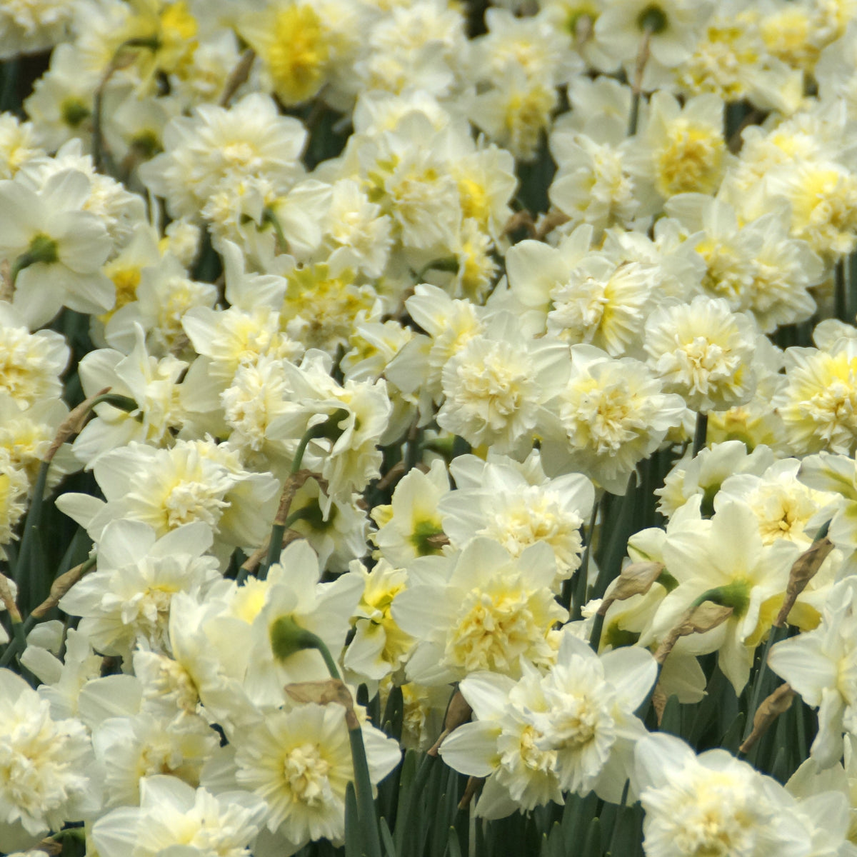 5 Narcisses Ice Kings - Narcissus ice king - Willemse