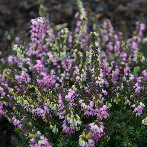 Bruyère d'hiver Léa - Erica darleyensis lea - Willemse
