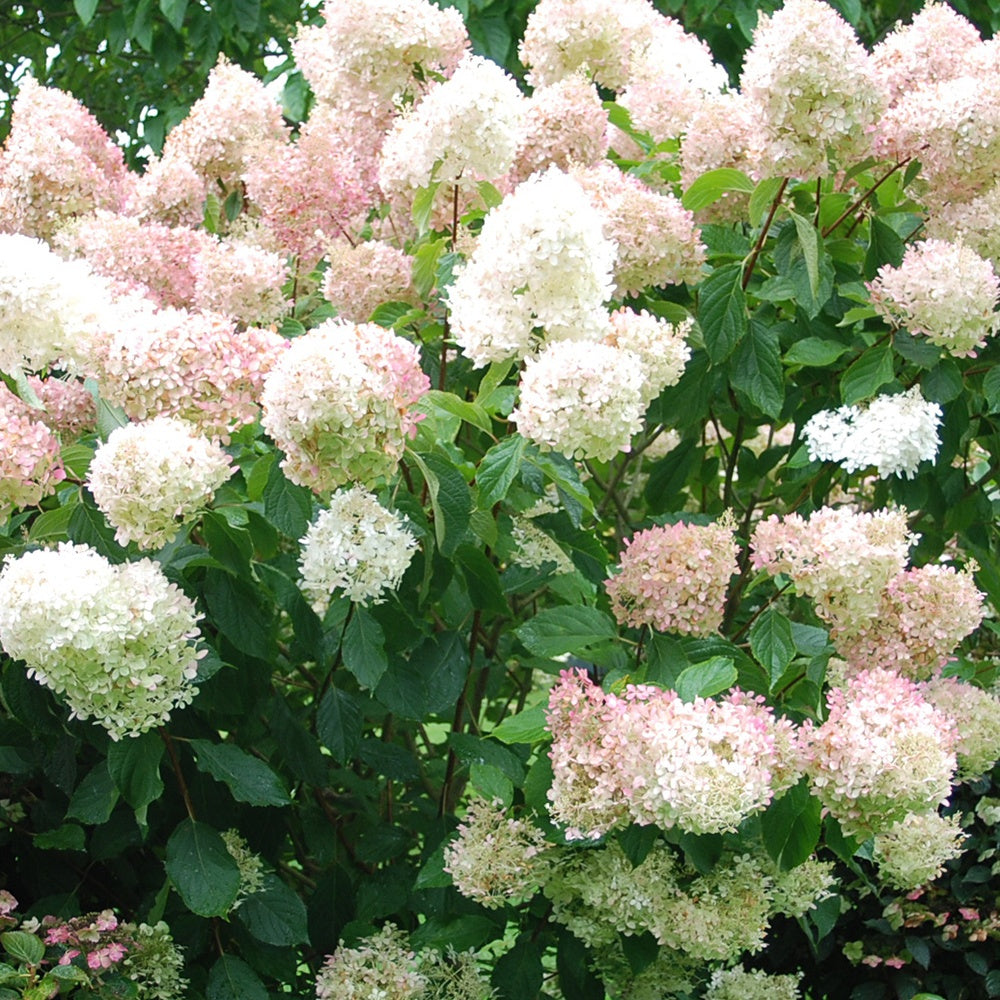 Hortensia paniculé Phantom - Hydrangea paniculata phantom - Willemse