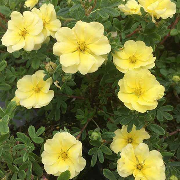 Potentille arbustive Lemon Meringue - Potentilla fruticosa lemon meringue - Willemse