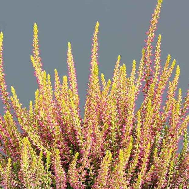 Bruyère d'été Golden Angie - Calluna vulgaris golden angie - Willemse
