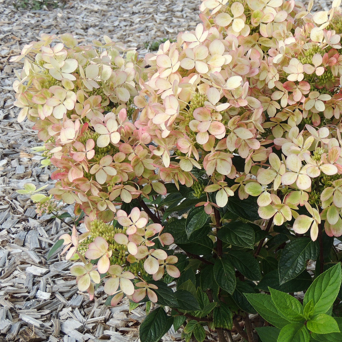 Hortensia paniculé PASTELGREEN® Renxolor - Hydrangea paniculata pastelgreen® renxolor - Willemse
