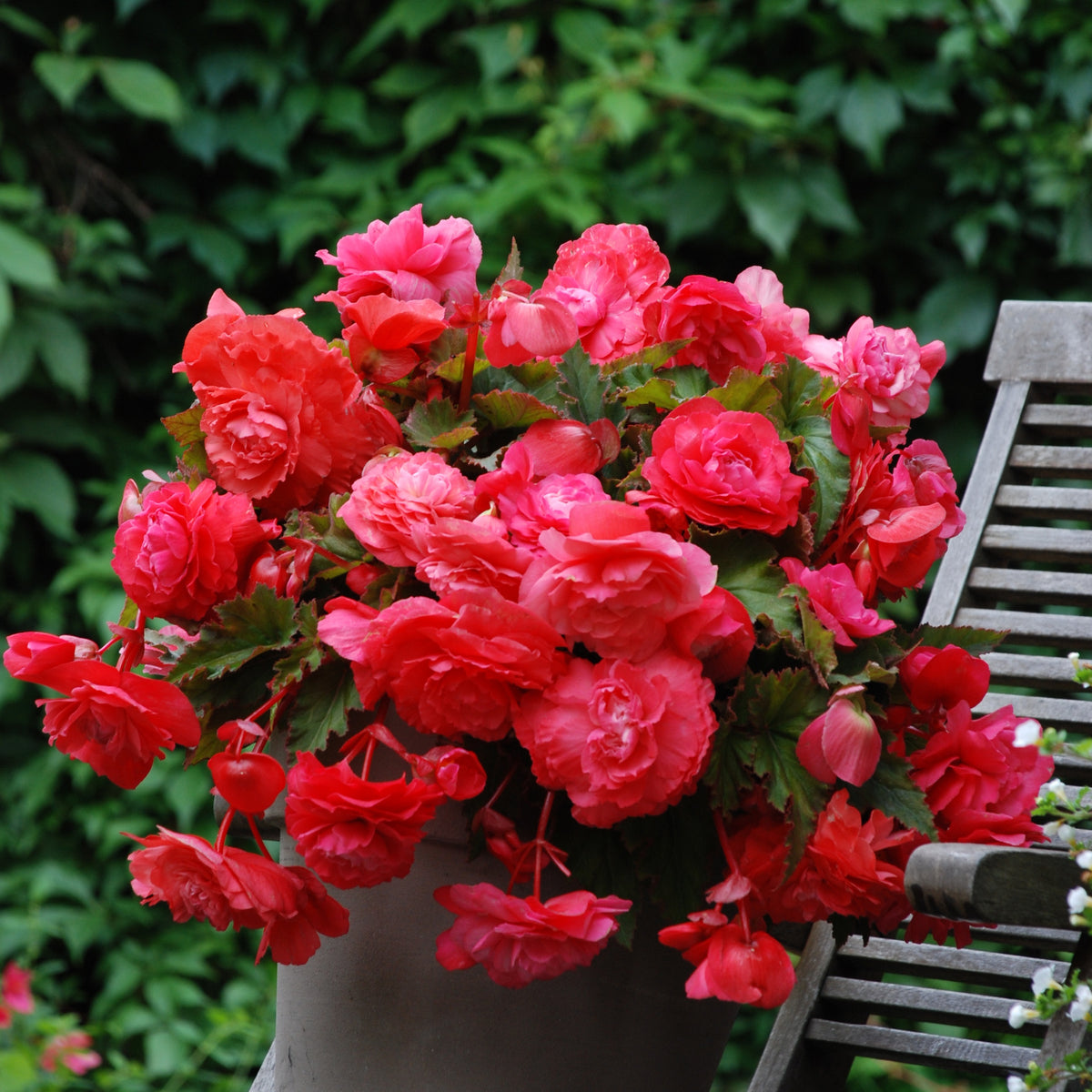 5 Bégonias retombants parfumés Pink delight - Begonia odorata pink delight - Willemse