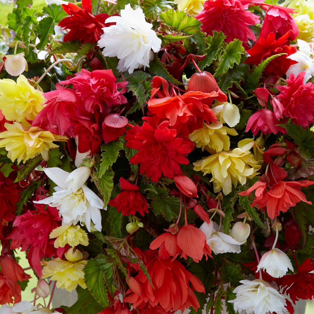 Bégonias pendula simples en mélange - Begonia pendula - Willemse