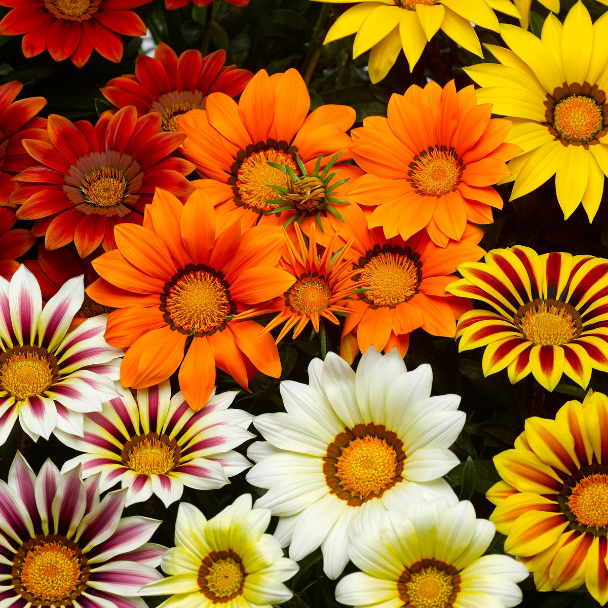 3 Gazanias en mélange - Gazania splendens - Willemse