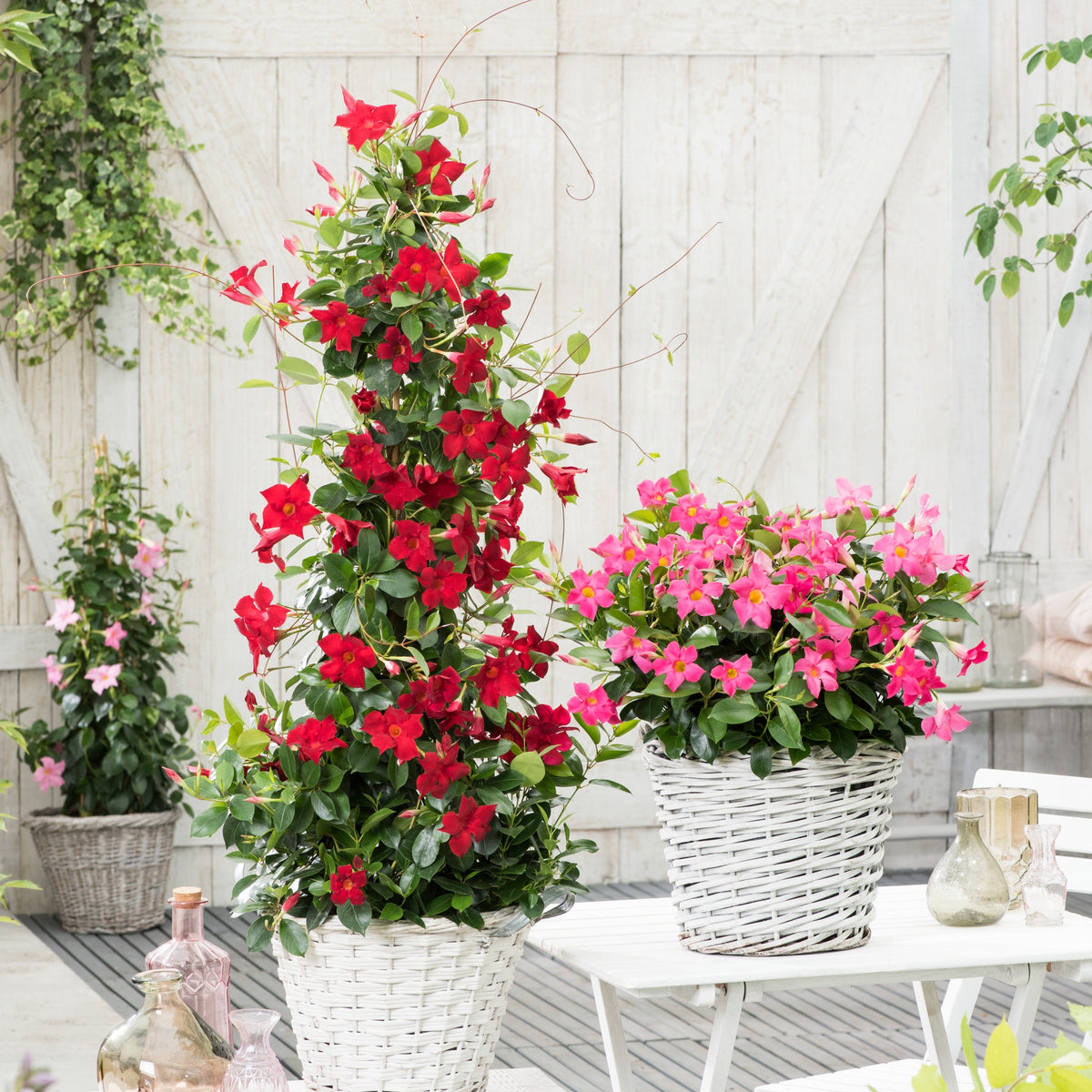 Jasmin du Brésil rouge - Dipladenia - Dipladenia - Mandevilla - Willemse