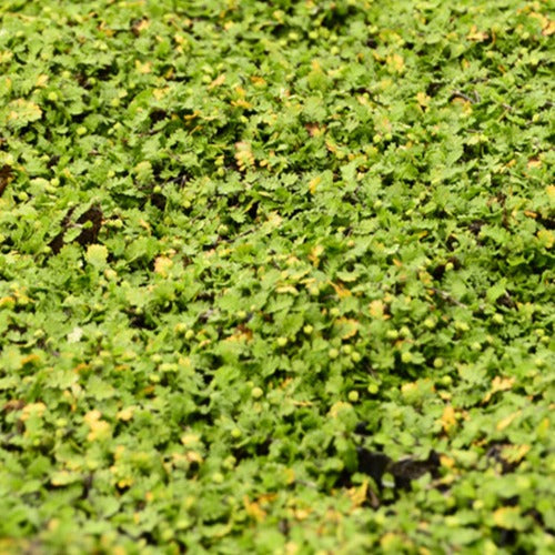 Cotule dioique Minima Cotule naine - Leptinella dioica minima - Willemse