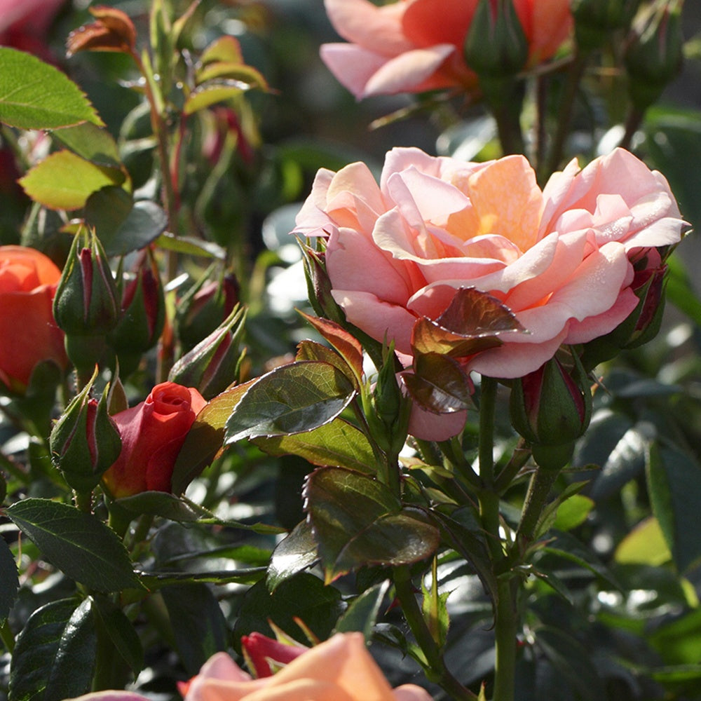 Rosier Aprikola® - Rosa Aprikola ® - Willemse