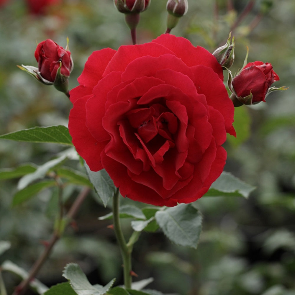Rosier grimpant Sympathie® - Rosa sympathie® - Willemse
