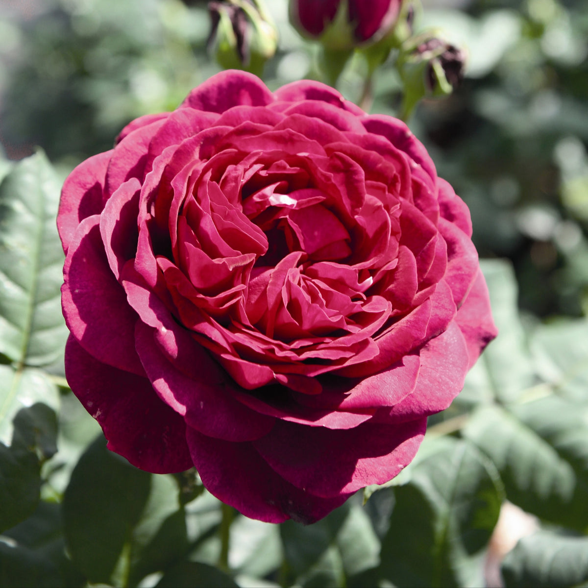Rosier Astrid Gräfin von Hardenberg ® - Rosa astrid gräfin von hardenberg ® - Willemse