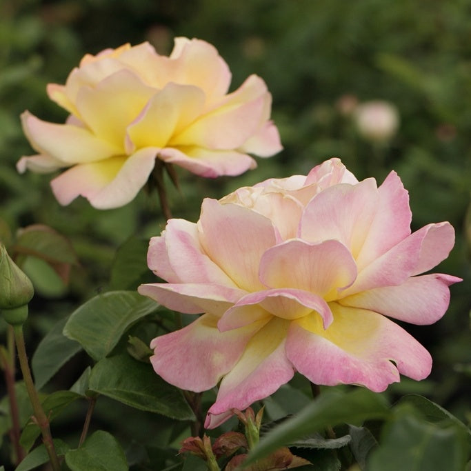 Rosier Mme A. Meilland - Rosa mme a. meilland - Willemse