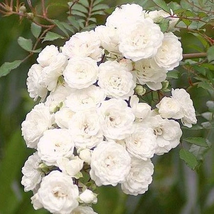 Rosier Crystal Fairy ® - Rosa crystal fairy ® - Willemse