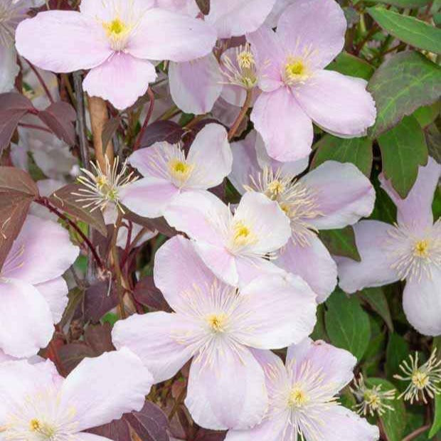 Collection de 3 plantes grimpantes à floraisons abondantes - Clematis montana Mayleen , Trachelospermum jasminoides, Wisteria frutescens Amethyst Falls - Willemse