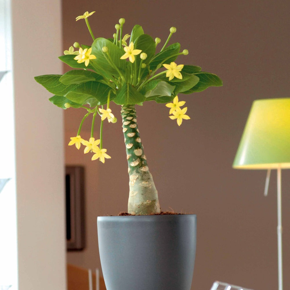 Palmier Hawaïen - Brighamia insignis kirsten - Willemse