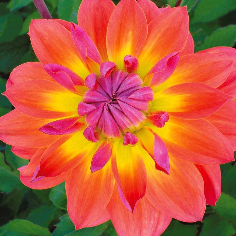 3 Dahlias décoratifs Tricolore - Dahlia tricolore - Willemse