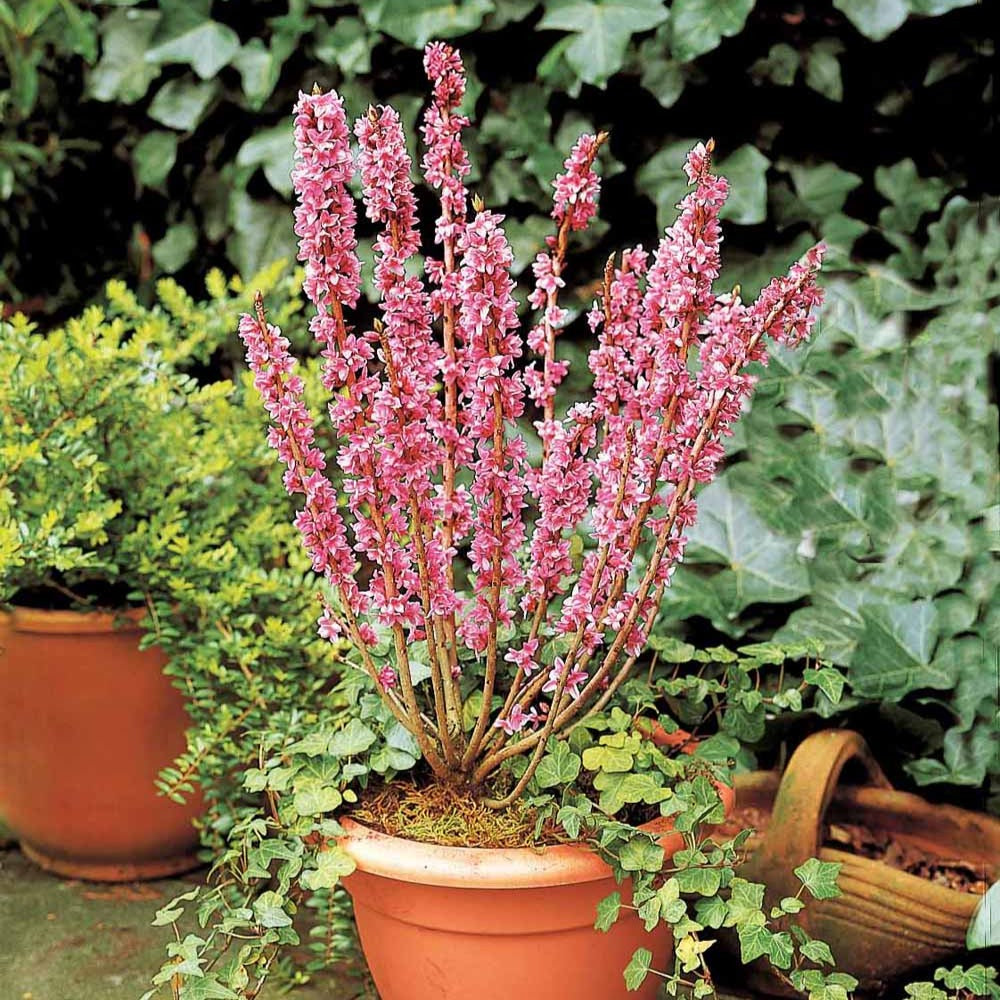 Bois joli - Daphne mezereum rubra - Willemse