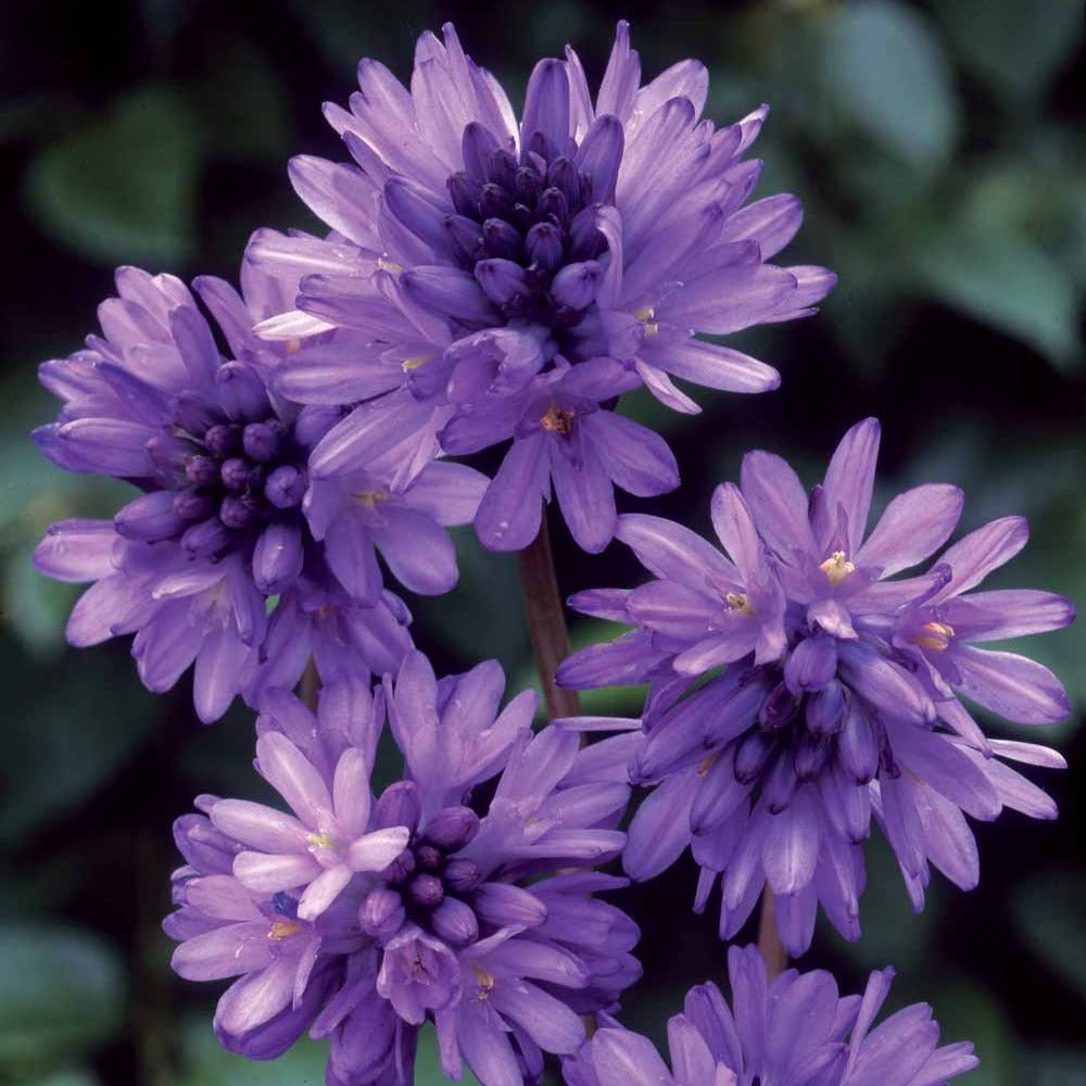 10 Dichelostemma congestum - Dichelostemma congestum - Willemse