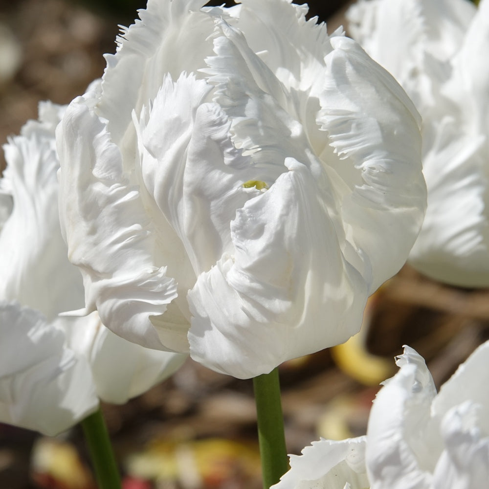 7 Tulipes perroquet White Parrot - Tulipa 'white parrot' - Willemse
