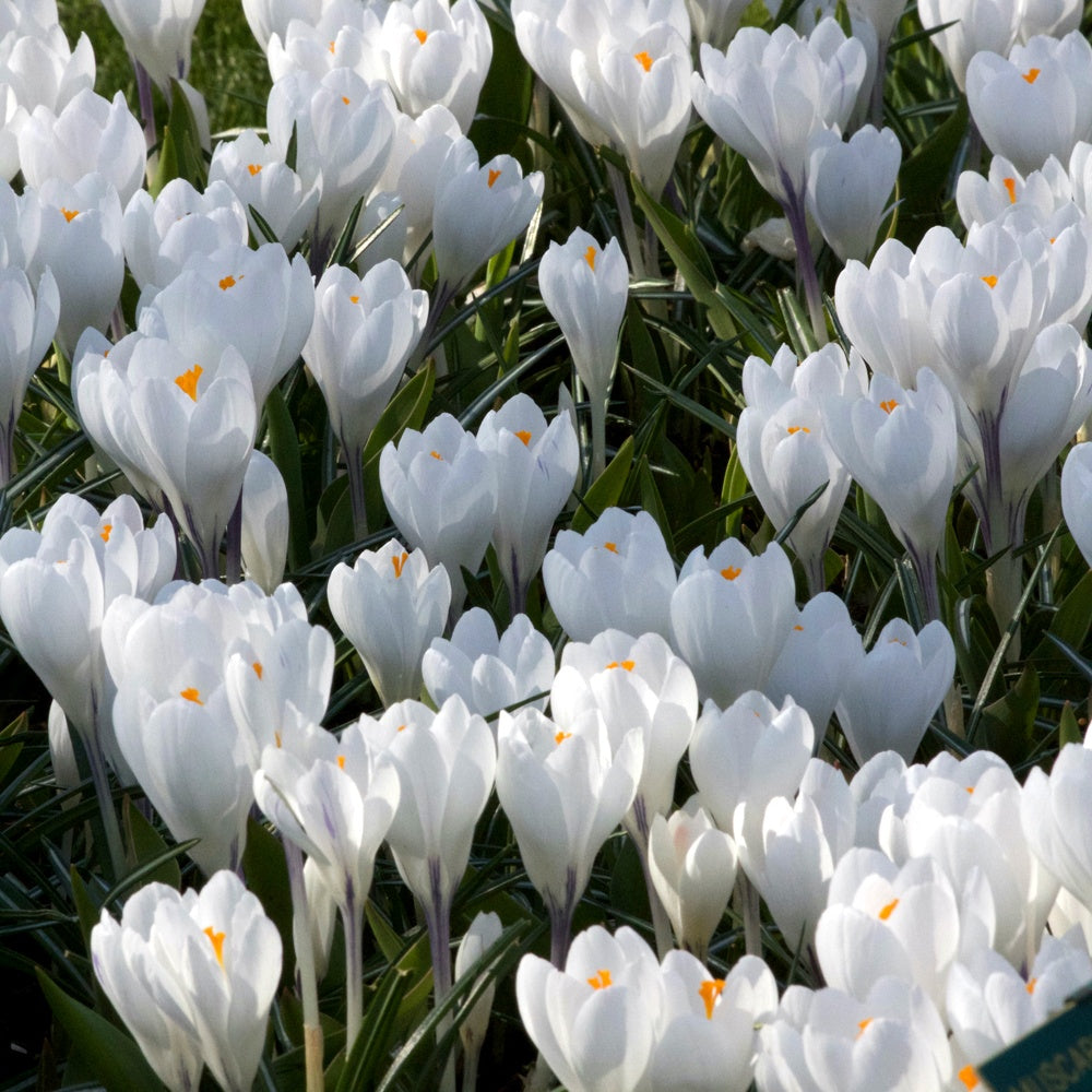 10 Crocus à grandes fleurs Jeanne d'Arc - Crocus 'jeanne d'arc' - Willemse