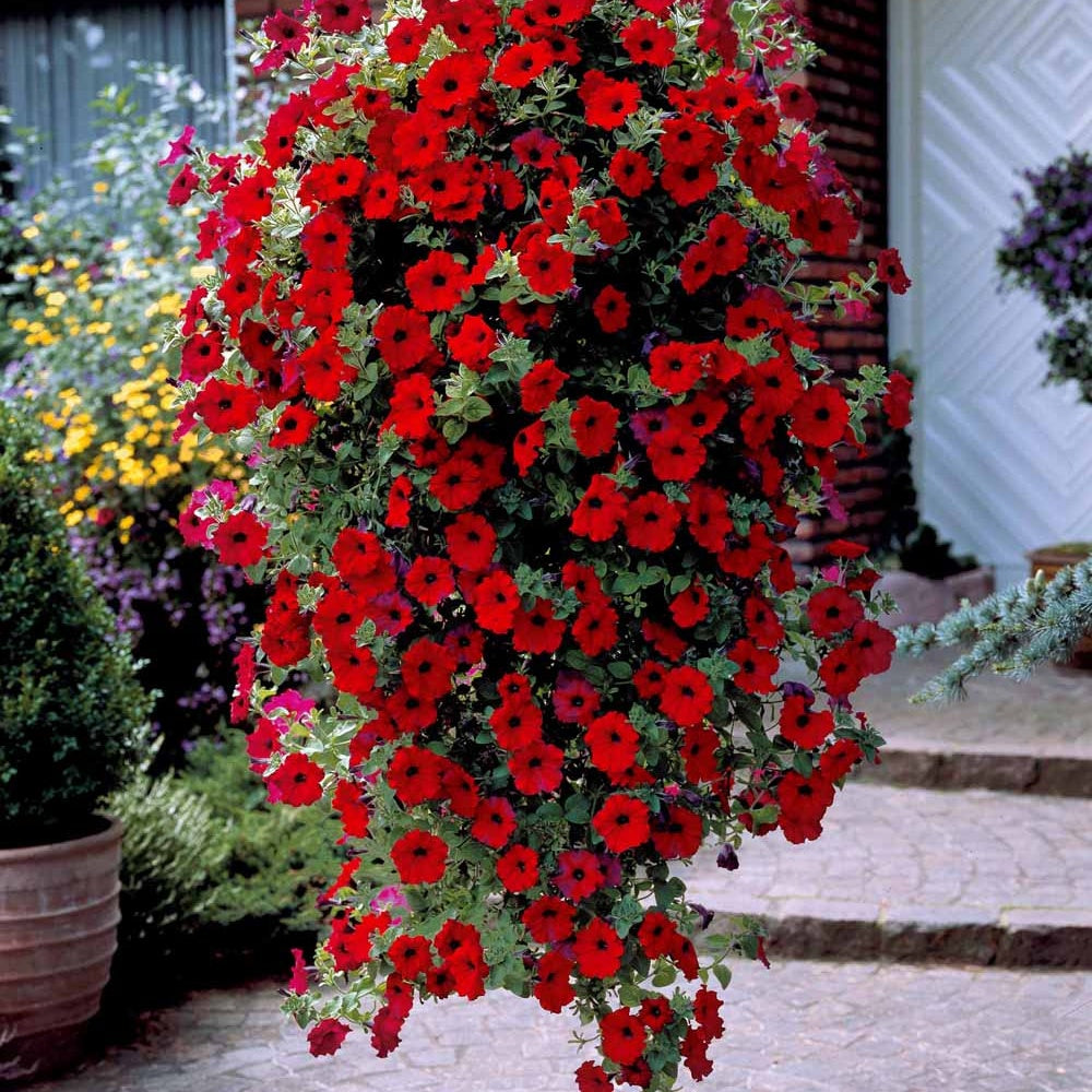 3 Pétunias retombants rouges - Petunia - Willemse