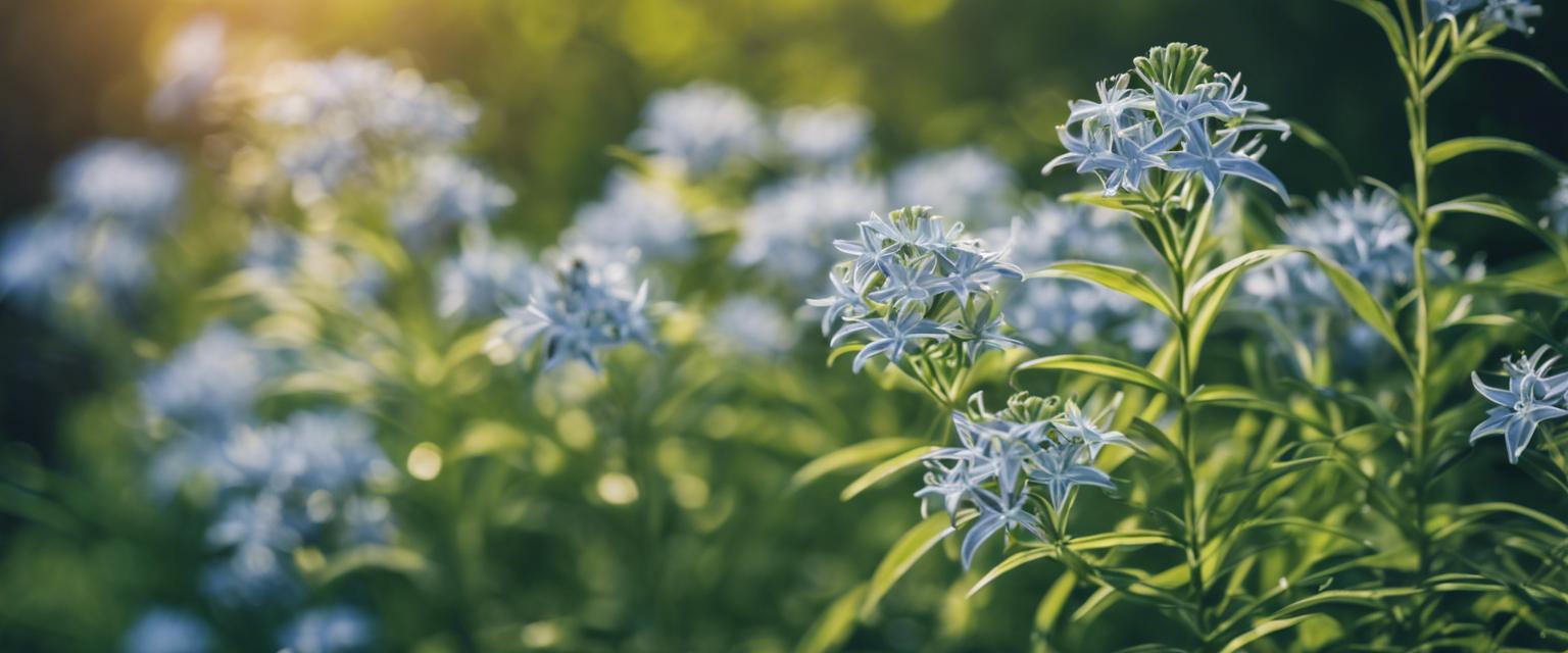 Comment cultiver l'amsonie dans votre jardin