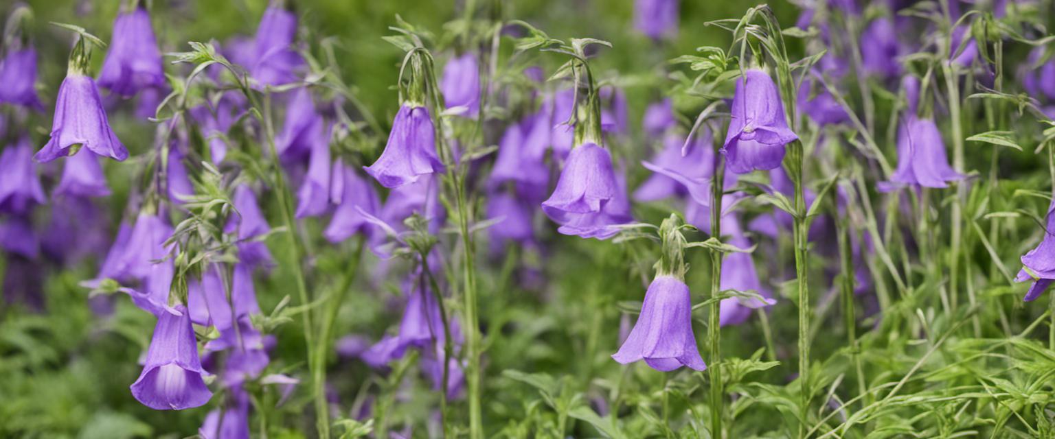 Découvrez les bienfaits écologiques des campanules pour votre jardin