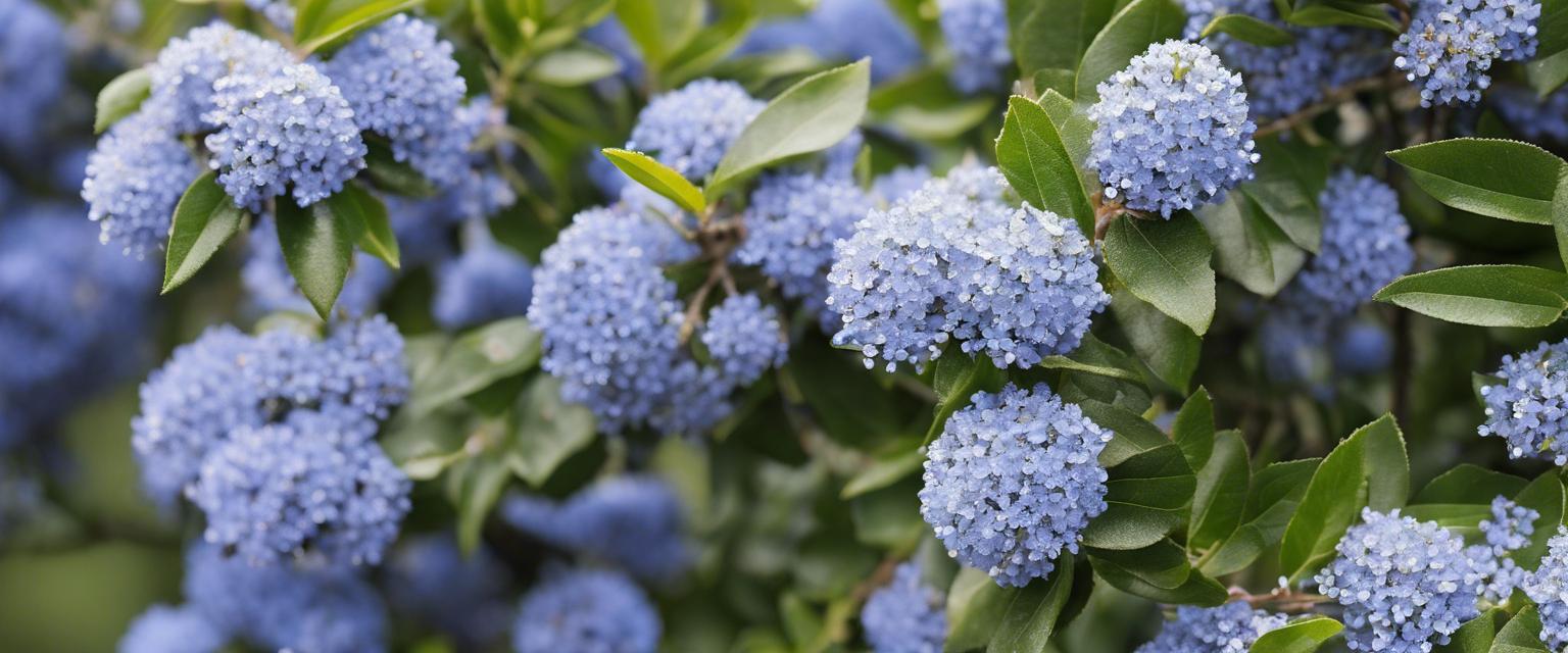 Ceanothus : Guide et Comparatif des Espèces