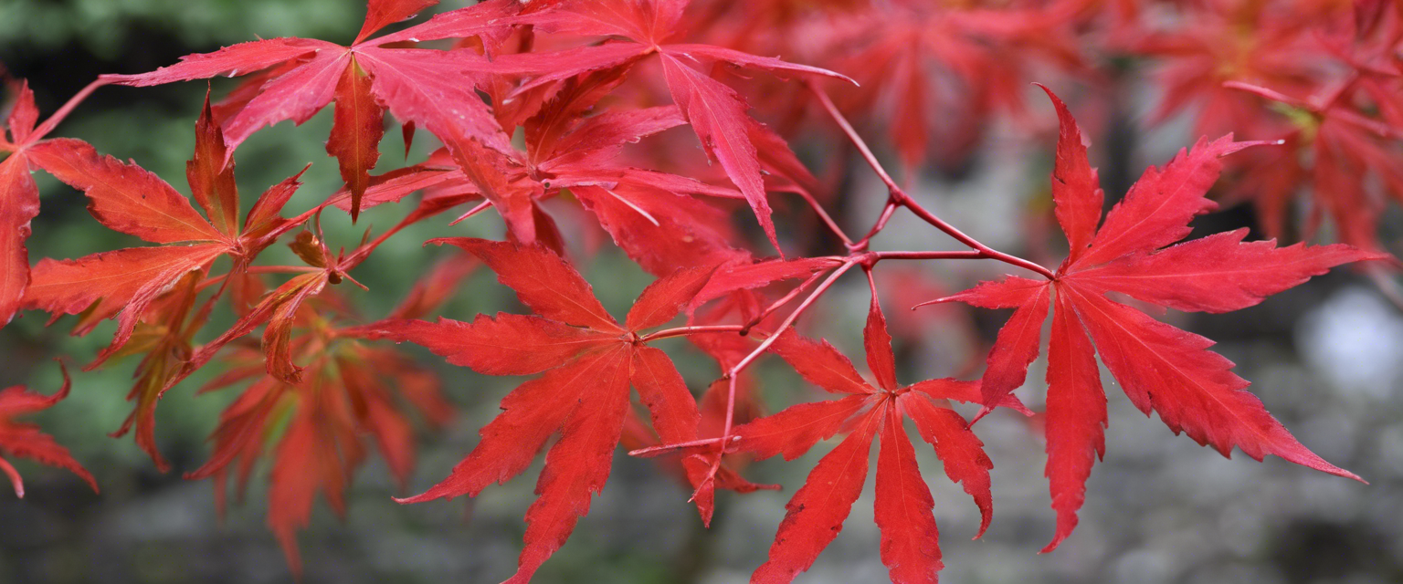 Acer palmatum 'Sangokaku'
