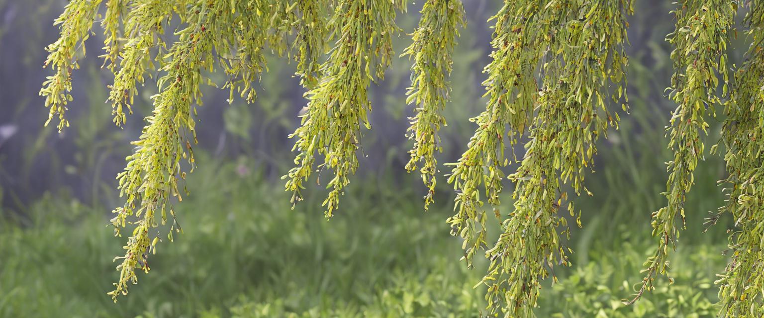 Guide étape par étape pour planter un Saule Nain dans votre jardin