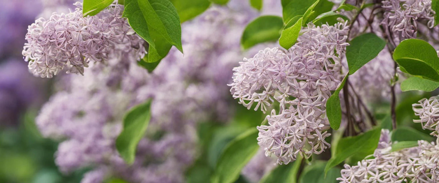 Les astuces essentielles pour prendre soin de votre lilas des Indes