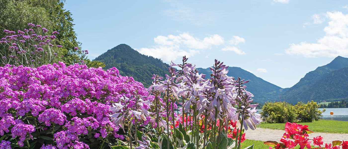 Plantes pour climat montagnard