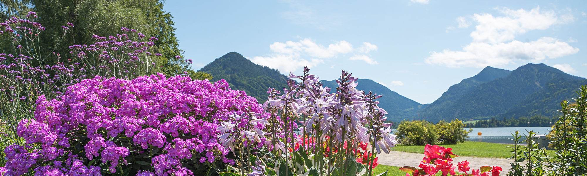 Plantes pour climat montagnard