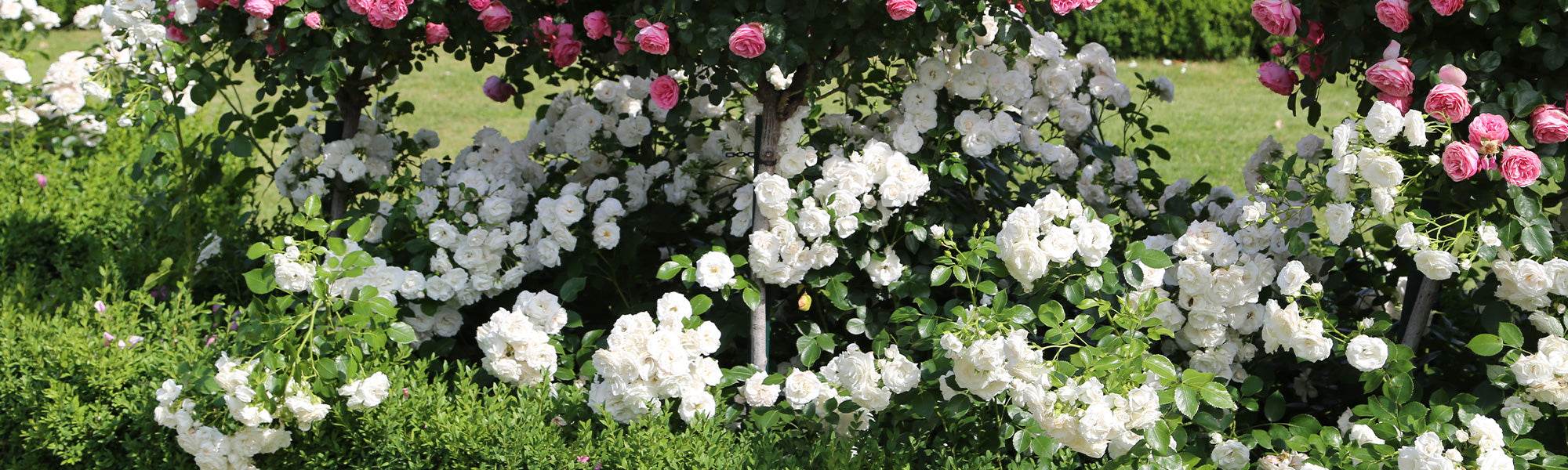Rosiers buisson