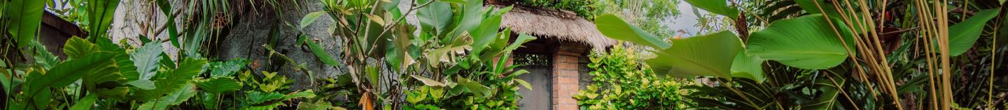 Terrasse jungle