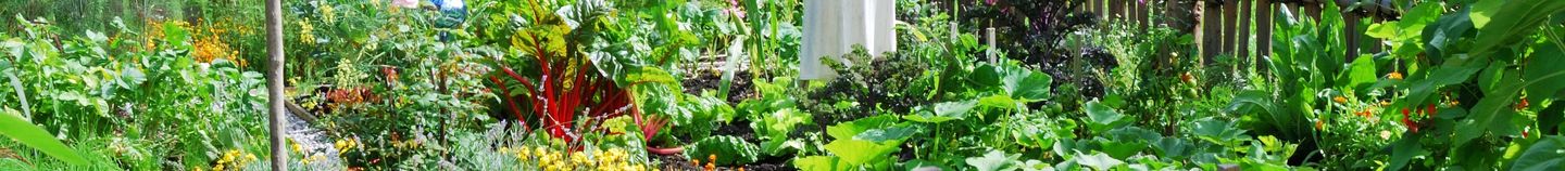 Potager en été