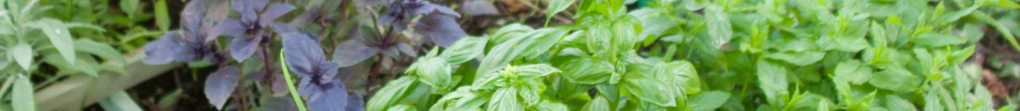 Potager avec des aromatiques