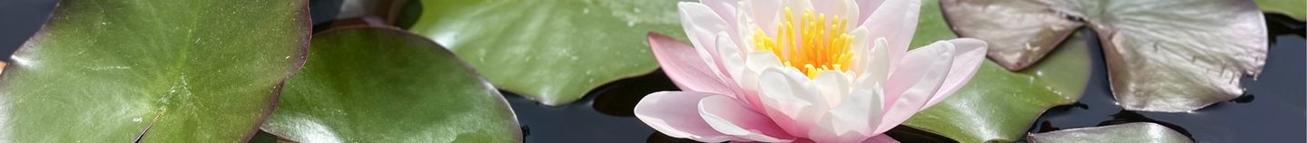 Bassin fleuri