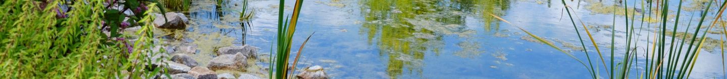 Bassin naturel