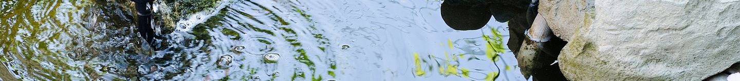 Plantes pour bassin peu profond