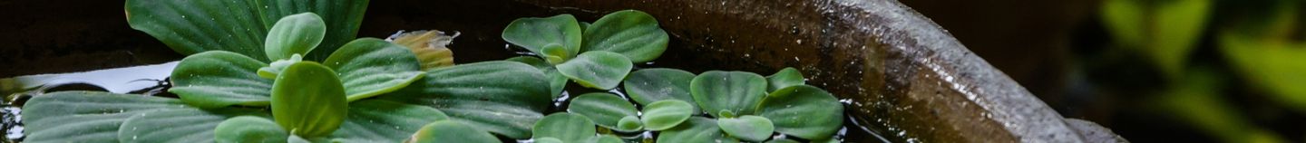 Plantes pour bassin en pot